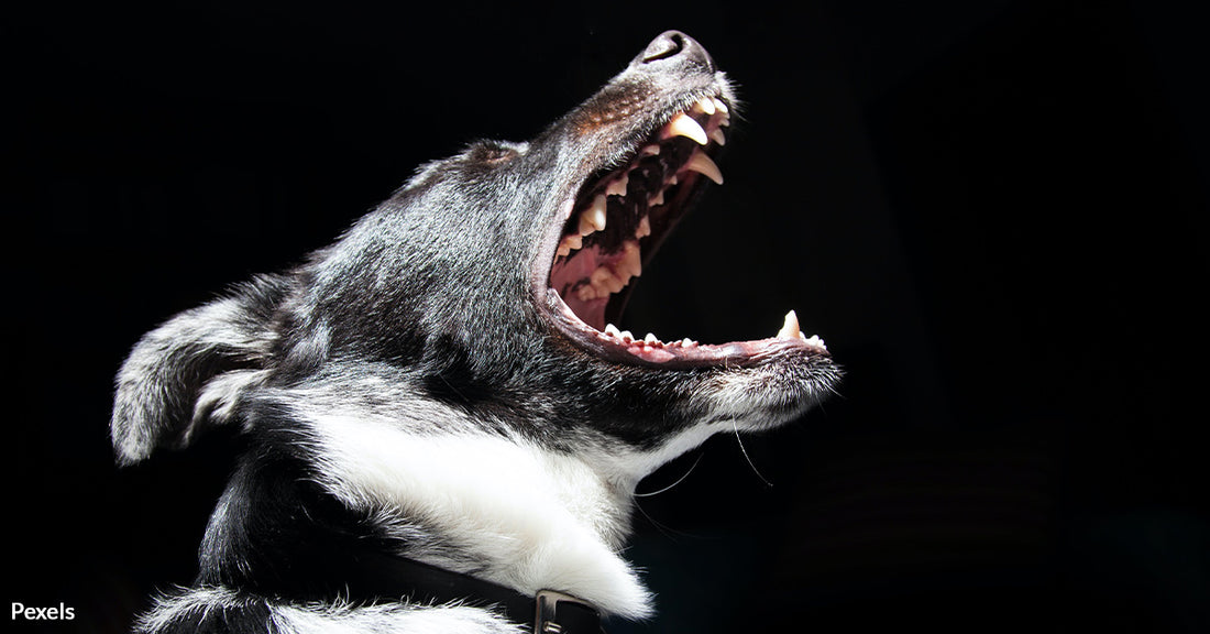 Florida's New Dog Bill Spells Dire Consequences for Aggressive Canines