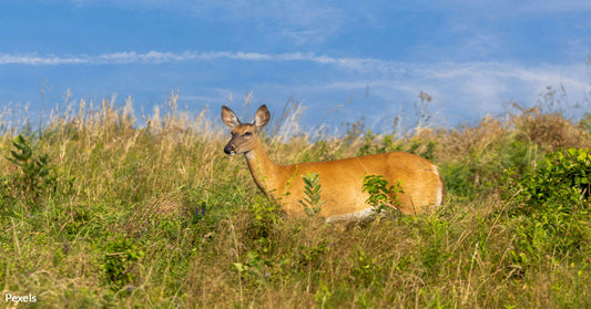 Climate Change Is Drowning the Home of Florida’s Endangered Key Deer