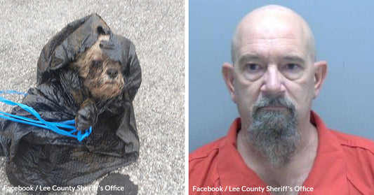 16-year-old Dog Found In Dumpster Tied Up In Trash Bag, Arrest Made