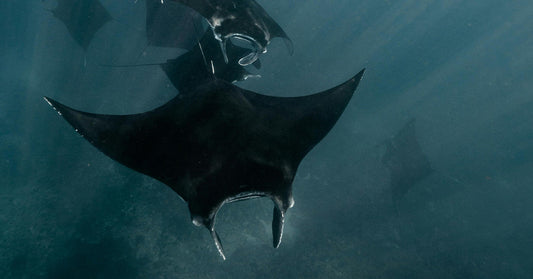 SeaWorld’s Supplier Rips Endangered Giant From Wild Waters