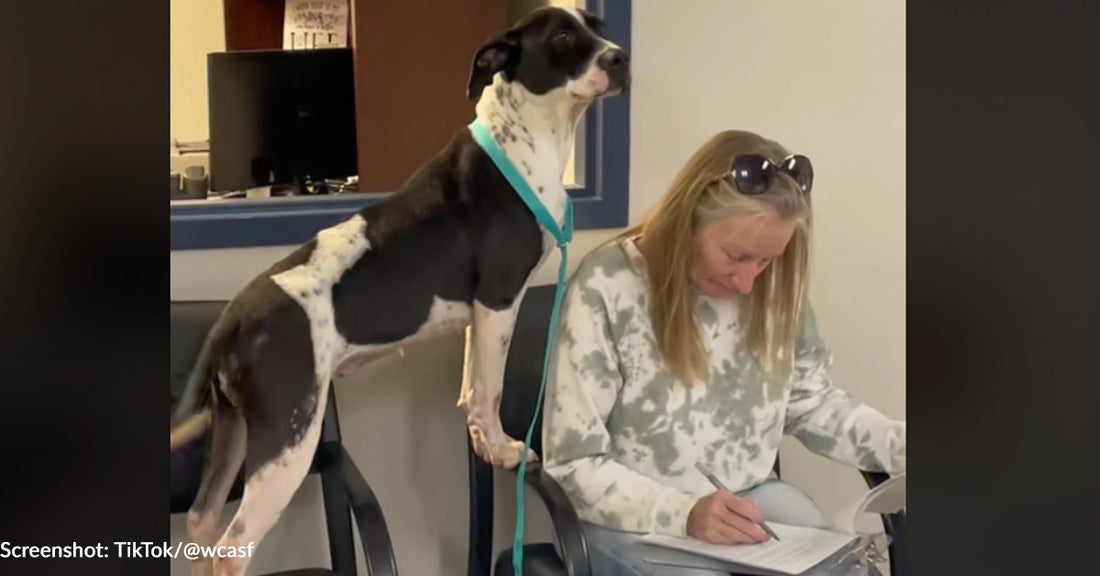 Florida Shelter Dog Found Her Person And Isn't Letting Her Out of Her Sight, Even To Fill Out Adoption Papers