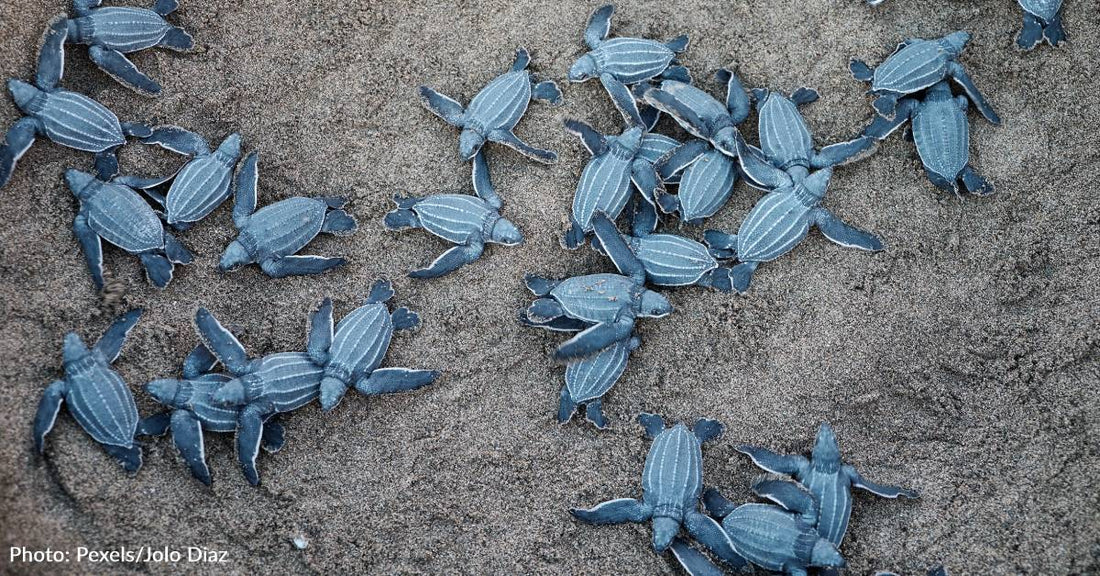 Florida Residents Can Help Threatened Sea Turtles By Simply Turning Off Their Lights