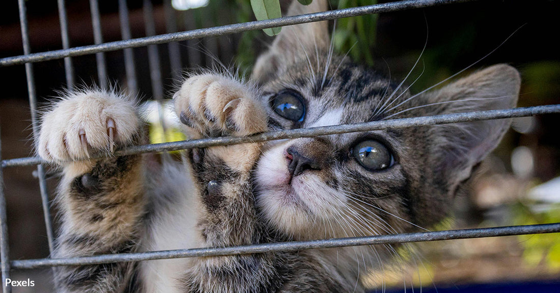 Handyman Discovers Nearly 80 Starving, Neglected Cats In Foreclosed Ho ...