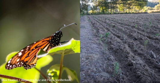 How You've Helped Us Protect Winter Habitat for Monarch Butterflies