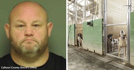 Split image showing a bald man’s mugshot beside two dogs standing behind kennel doors in a shelter corridor.