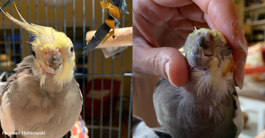 Once Crammed in a Car with Multiple Other Birds, Sweet Cockatiel Now Has a Home, and a Girlfriend