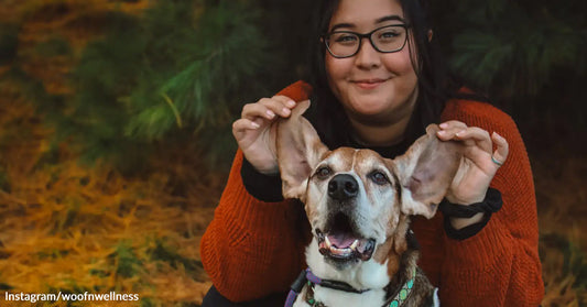 Woman holds up ears of brown and white foster dog.