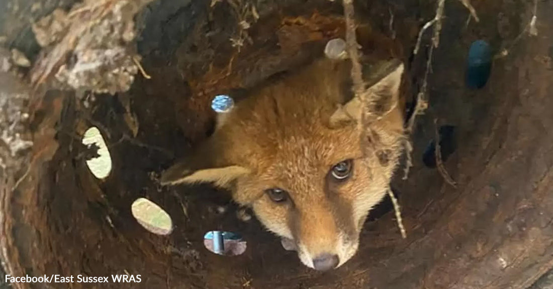 A fox peeks out from a wooden hole, surrounded by natural textures.