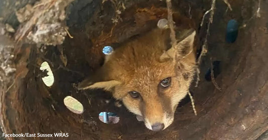 A fox peeks out from a wooden hole, surrounded by natural textures.