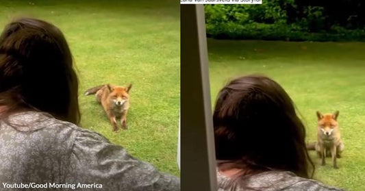 Woman Dedicates a Beautiful Lullaby To Her Daily Fox Visitor