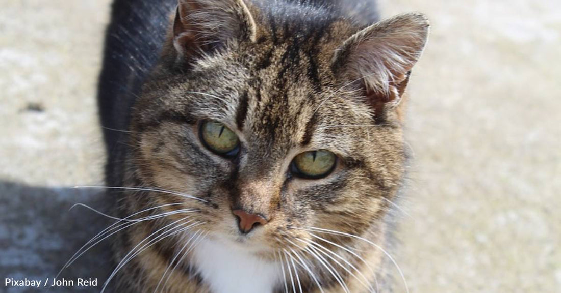 Mom Says Family Doesn't Need Another Cat, Caves After Stray Meows in Yard All Night