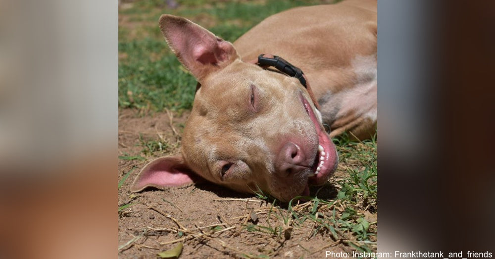 Street Dog’s Accident Has a Happy Ending