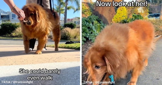 Frannie's Fight — Golden Retriever Goes From Obese 125 lbs to Agile Adventurer