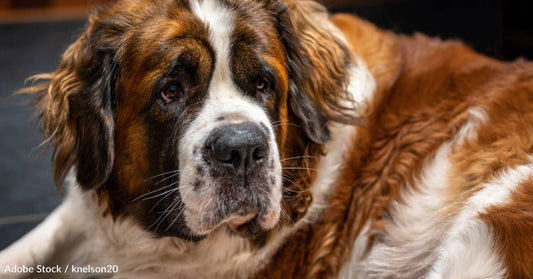 Big Saint Bernard Rescued After Being Abandoned on the Streets, Becomes Office Pet