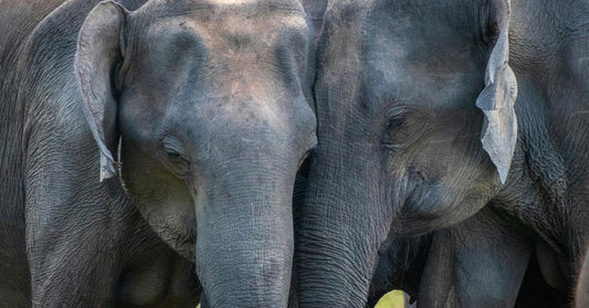 America's Elephants Are Dying in Silence Behind Zoo Walls