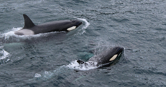 Two orcas swim side by side near the ocean’s surface, their black-and-white markings vivid against the choppy water.