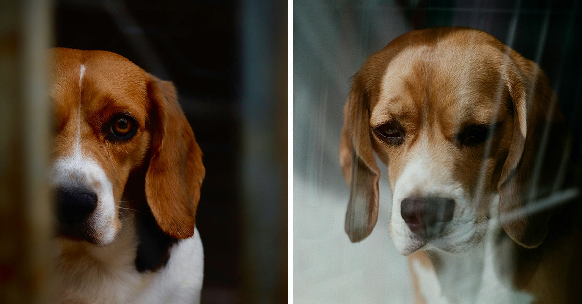 Hundreds Of Research Beagles Left Behind At Ridglan Labs | The Animal ...