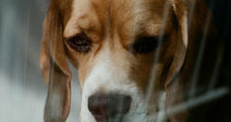 Square close-up of a beagle behind faint crate bars, looking sad and quiet.