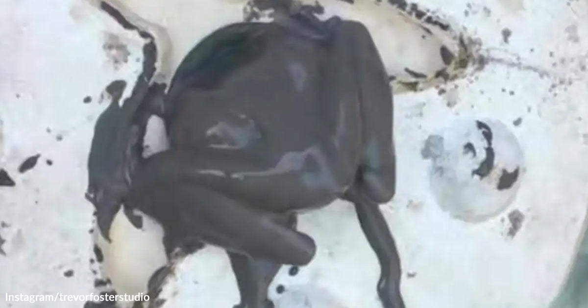 Artist Breaks Open Clay Mildew After Realizing One thing Alive Is Trapped Inside Artist Breaks Open Clay Mildew After Realizing One thing Alive Is Trapped Inside