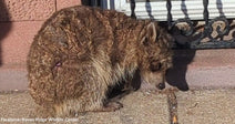 Frostbitten Raccoon Covered In Painful Mange Shell Gets Second Chance
