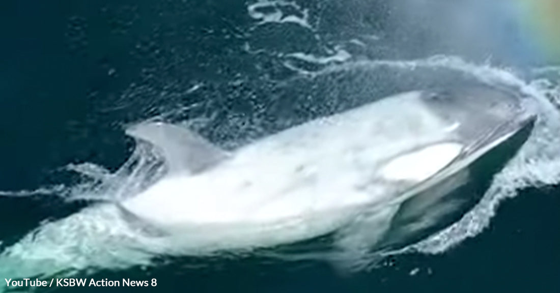 Rare All-White Killer Whale 'Frosty' Amazes Marine Biologists in Monterey Bay