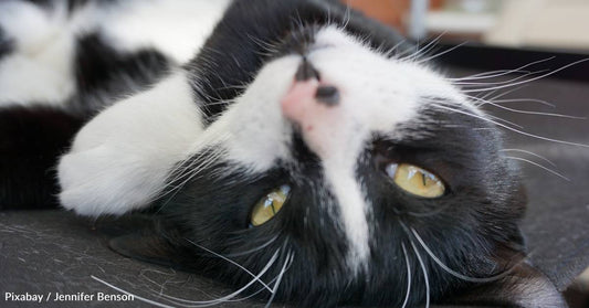 Kitten Gets Covered in a Wendy's Frosty on the Ride to His Forever Home, Gets Fun Name as a Result