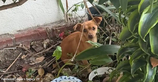 Small brown dog hiding in garden foliage near a wall, with a dish of kibble placed on the ground nearby.
