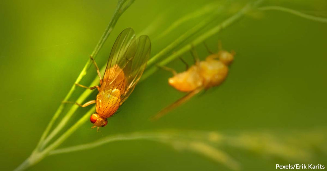 Scientists Utilized Fruit Fly Models to Gather Further Information About Alzheimer's