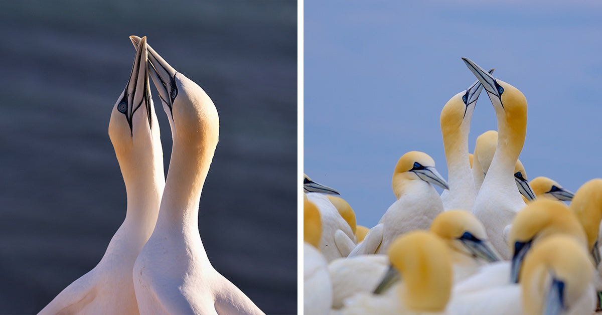 Campaigners Push To End The Guga Hunt As Gannet Colony Concerns Grow