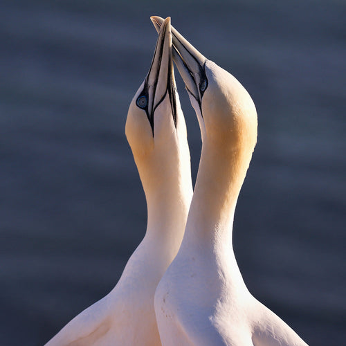 Close-up of two white gannets with pale yellow heads and blue-ringed eyes touching beaks against the sea.