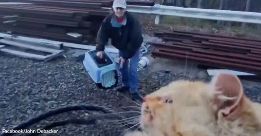 Person stands outdoors holding a pet carrier while an orange cat watches in the foreground near railroad materials.