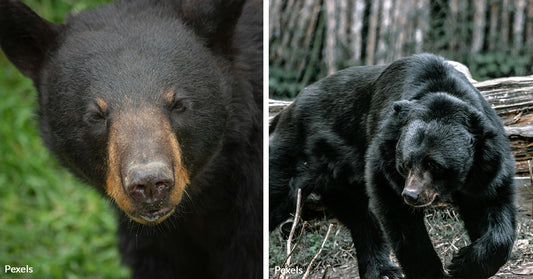 Human Actions Blamed for Gatlinburg's Tragic Bear Losses