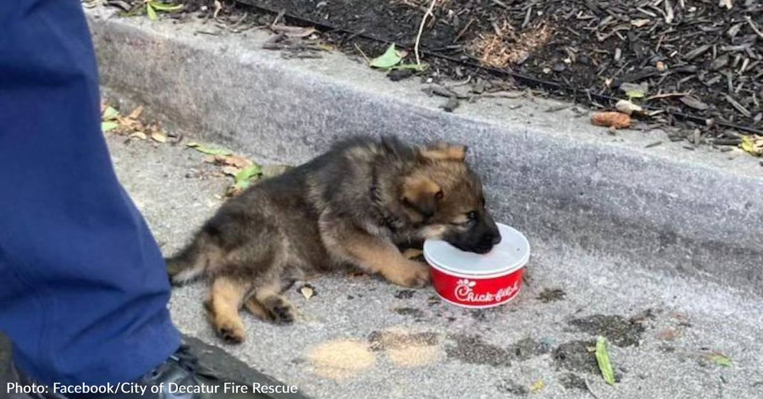 Georgia Firefighters Rescue Puppy From Hot Car And Issue Warning To All Dog Owners