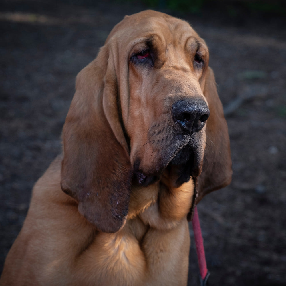 Raise The Penalty For K9 Deaths And Protect Dogs Who Serve