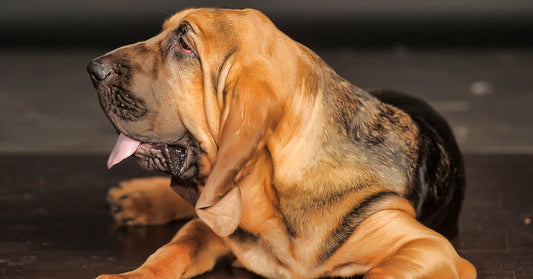 Georgia Police Dog Dies Alone In Sweltering Patrol Car After Deputy’s Negligence