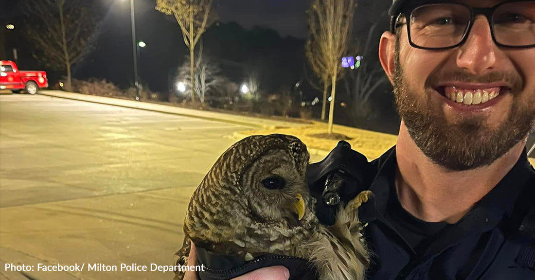 Georgia Police Officer Rescues Injured Owl "Owen" From Middle of Road