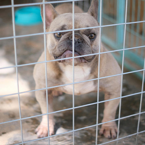 Support Georgia’s Move To Stop Roadside Pet Sales and Save Innocent Lives