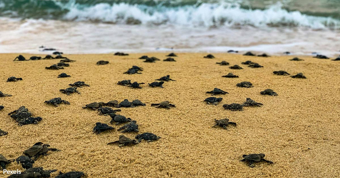 Georgia Witnesses Largest Sea Turtle Release in History