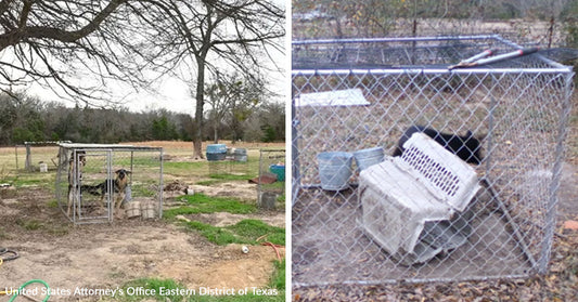 Dogs confined in small outdoor enclosures in a sparse rural yard; Right: Dog inside a wire kennel with a tipped plastic crate and minimal shelter.
