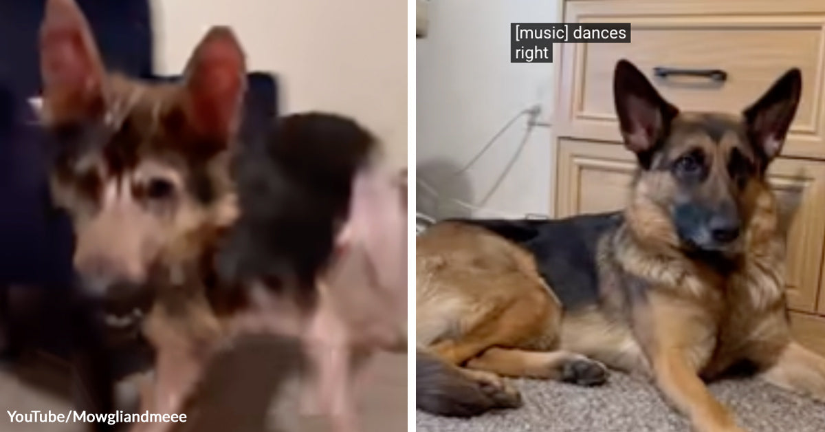 Neglected German Shepherd Fights Back From The Brink And Becomes ...
