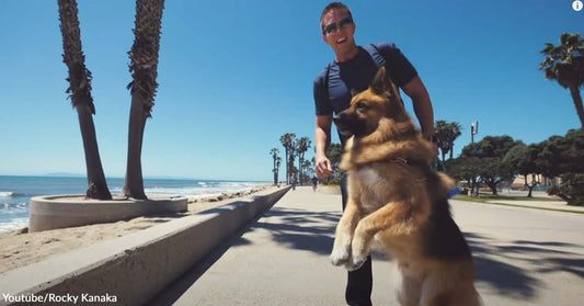 German Shepherd Celebrated Freedom from Chains and Howled for Joy at The Sight of the Ocean