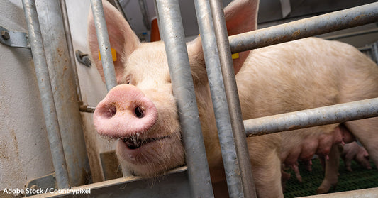 Sows Spend Their Lives In Gestation Crates Before Going To Slaughter, But Do They Have To?