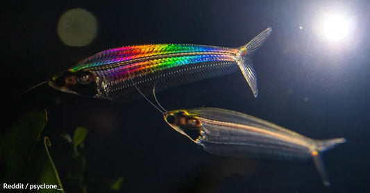 Study Explains Why Ghost Catfish Might Have A Rainbow Shimmer