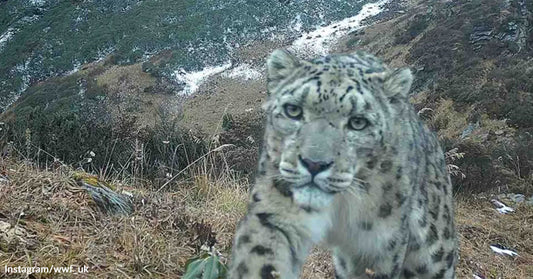 Snow leopard walking toward a camera in a mountainous landscape with patches of snow.
