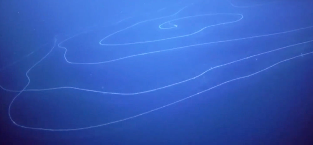 String Creature Scientists Discover Massive ‘Silly String’ Creature in Deep Sea | The ...