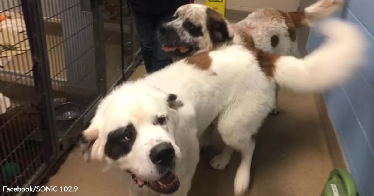 Three Large Saint Bernard Brothers Couldn’t Discover a Dwelling — Till Love Tripled the Odds
