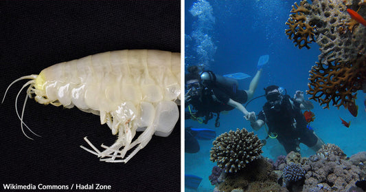 Mysterious Supergiant Crustacean May Dominate the Deep Sea