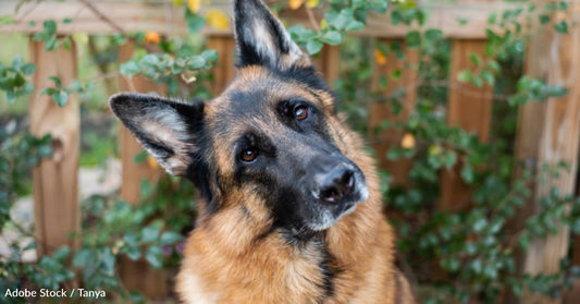 Malnourished, Abused Dog Turns Up at Family's Porch on Winter Night