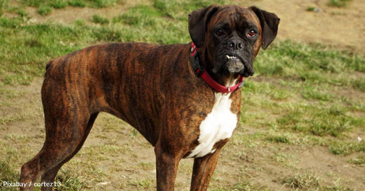 Neglected, Emaciated Momma Dog Rescued with Her Nursing Babies