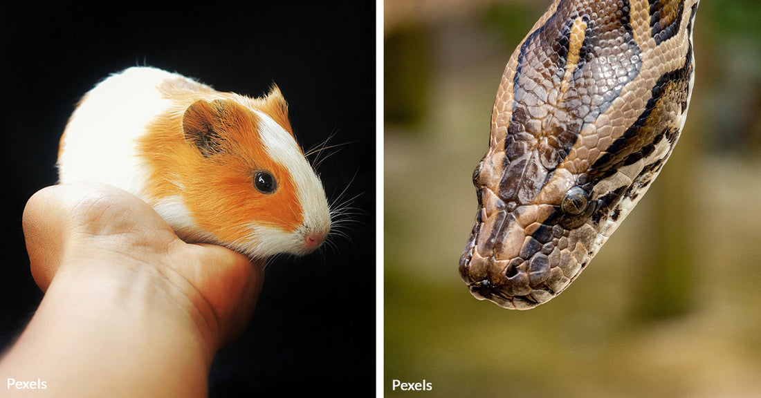 Young Hero Battles Python to Rescue Pet Guinea Pig in Daring Backyard Encounter